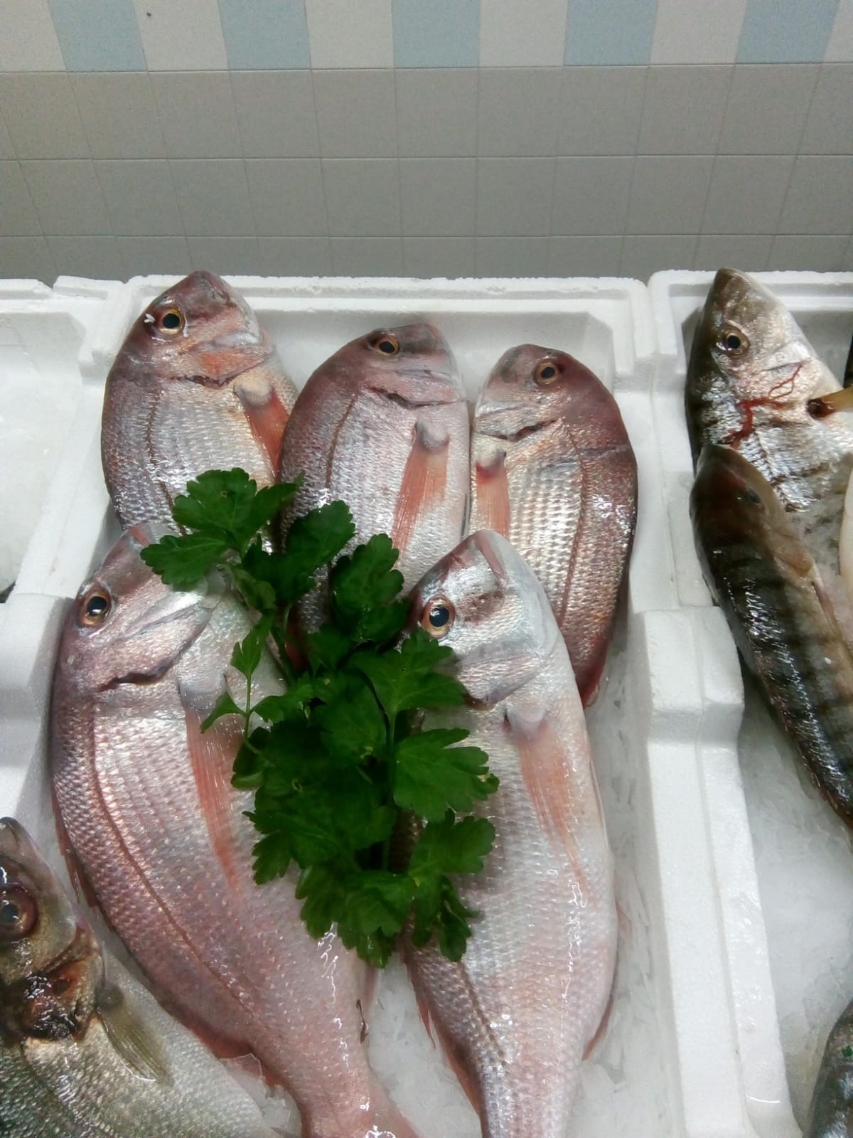 PESCHERIA TEOFILO      di Saverio Barabba