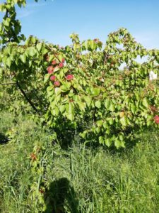 Azienda Agricola  Michele Battista