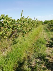 Azienda Agricola  Michele Battista