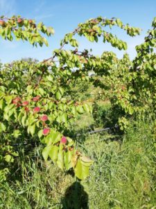 Azienda Agricola  Michele Battista