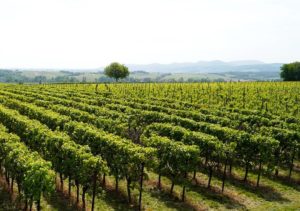 Azienda Agricola  Michele Battista